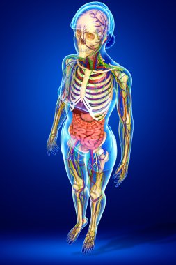 Lenfatik, iskelet, sinir ve dolaşım sistemi kadın Bo