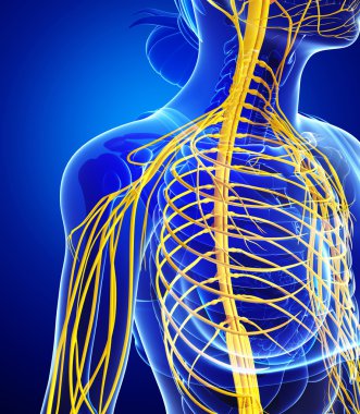 Kadın sinir sistemi sanat