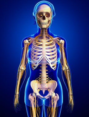 Sinir sistemi ve dişi iskelet resmi