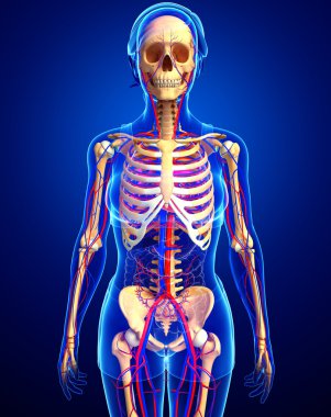 kadın iskelet dolaşım sistemi