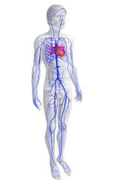 insan kalp anatomisi