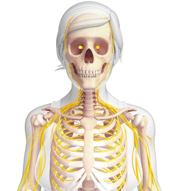 Kadın göğüs kafesi ve sinir sistemi sanat