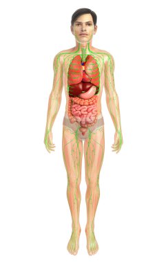 İnsan sindirim sistemi
