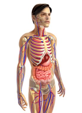 İnsan sindirim sistemi
