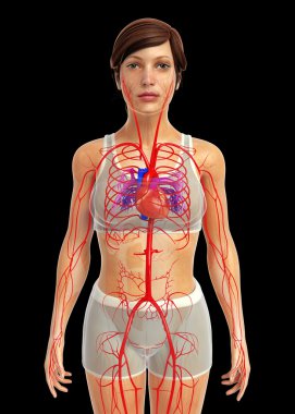 insan kalp anatomisi