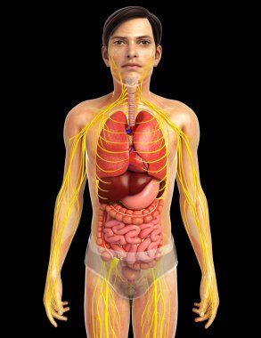 İnsan sindirim sistemi