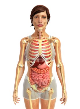 İnsan sindirim sistemi