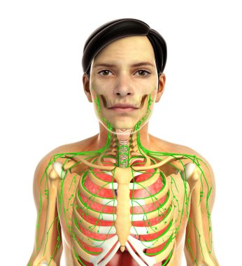 insan solunum sistemi