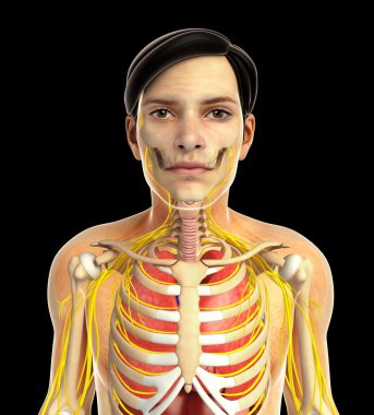 insan solunum sistemi