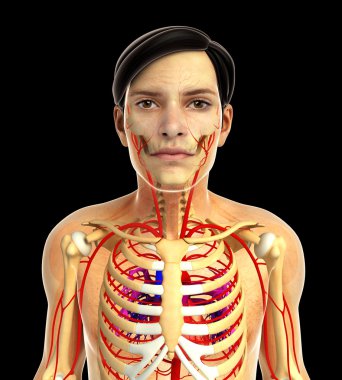 insan kalp anatomisi