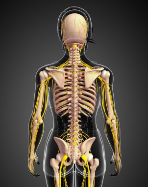 Sinir sistemi ve dişi iskelet resmi