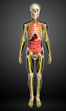 Erkek iskelet sinir ve sindirim sistemi resimler