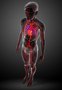 Erkek Arteryel sistemi