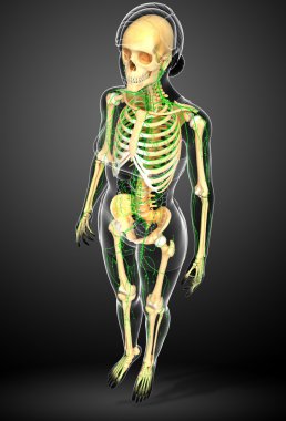 Lenfatik sistem kadın iskelet sanat