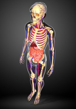 Erkek iskelet, sindirim ve dolaşım sistemi