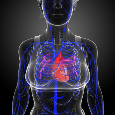 insan kalp anatomisi