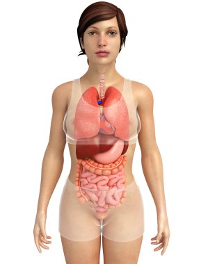 sindirim sistemi sanat