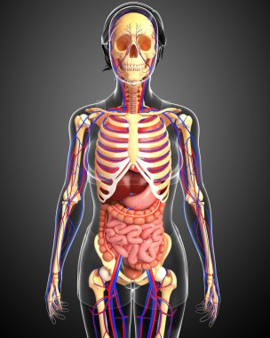 Dişi iskelet, sindirim ve dolaşım sistemi