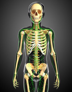 Lenfatik sistem erkek iskelet sanat