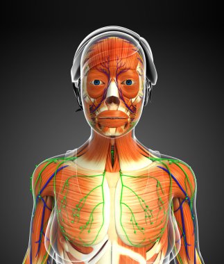insan kas anatomisi
