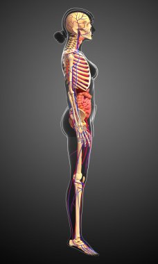 Dişi iskelet, sindirim ve dolaşım sistemi