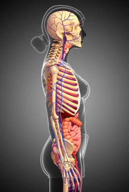 Dişi iskelet, sindirim ve dolaşım sistemi