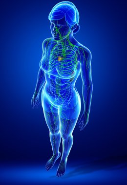 Kadın bedeninin lenfatik sistem