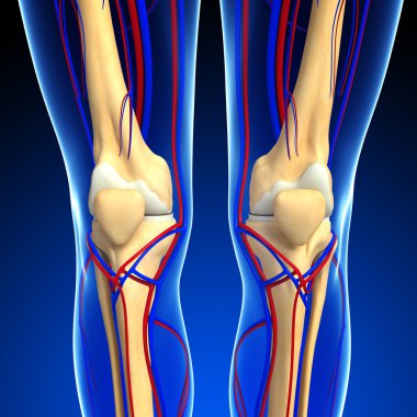 İnsan iskelet dolaşım sistemi