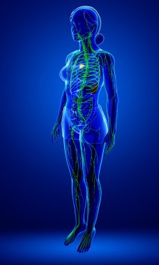 Kadın bedeninin lenfatik sistem