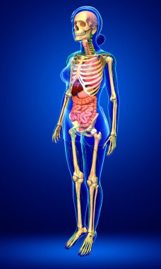 Lenfatik, iskelet ve sindirim sistemi kadın bedeni sanat