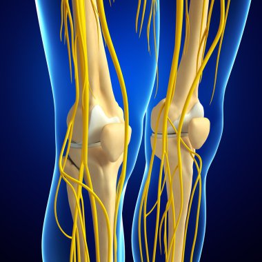 Sinir sistemi ve diz iskelet resmi
