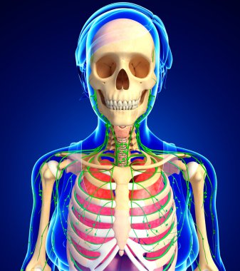 Lenfatik, iskelet ve solunum sistemi, kadın bedeninin artwor