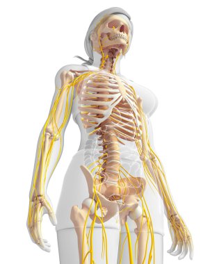Sinir sistemi ve dişi iskelet resmi