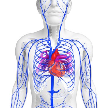 insan kalp anatomisi