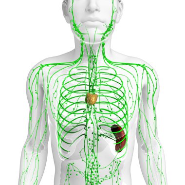 Lenfatik sistem erkek vücudunun