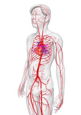 Male arterial system clipart