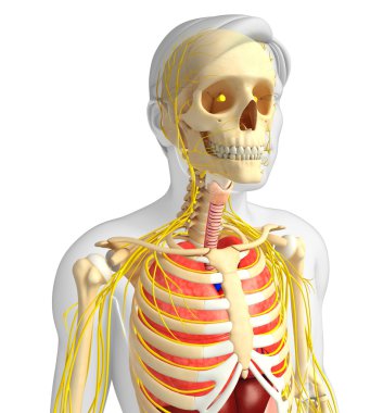 Erkek iskelet sinir ve sindirim sistemi resimler