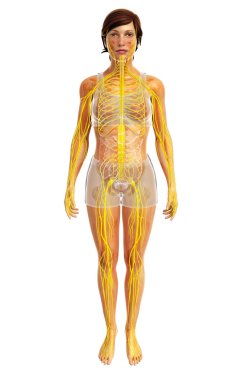 İnsan sinir sistemi sanat