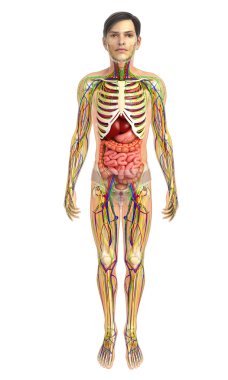 İnsan sindirim sistemi