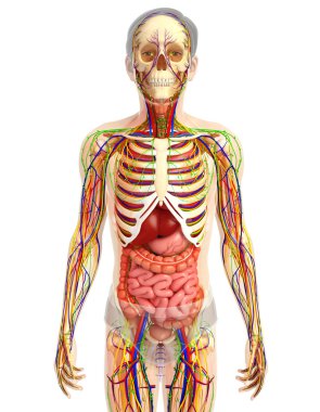 İnsan sindirim sistemi