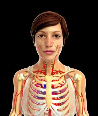 insan kalp anatomisi