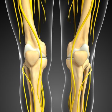 Sinir sistemi ve diz iskelet resmi