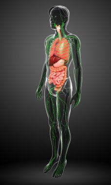 Lenfatik ve sindirim sistemi erkek vücut sanat