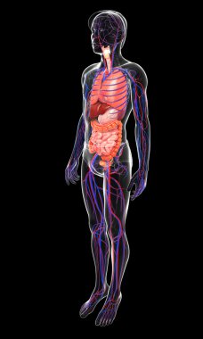 Sindirim ve dolaşım sistemi erkek vücudunun