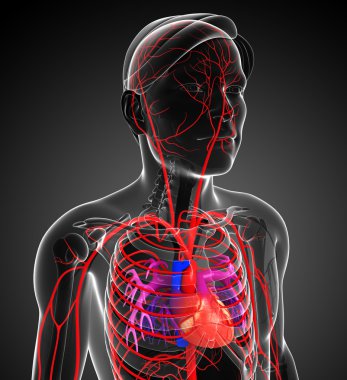 Erkek Arteryel sistemi 