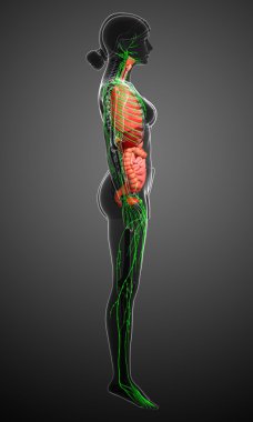 Lenfatik ve sindirim sistemi kadın bedeni sanat