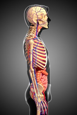 Erkek iskelet, sindirim ve dolaşım sistemi