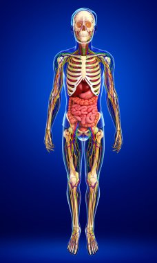 Lenfatik, iskelet, sinir ve erkek anat dolaşım sistemi