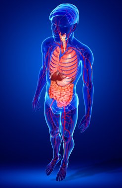 Sindirim ve dolaşım sistemi erkek vücudunun