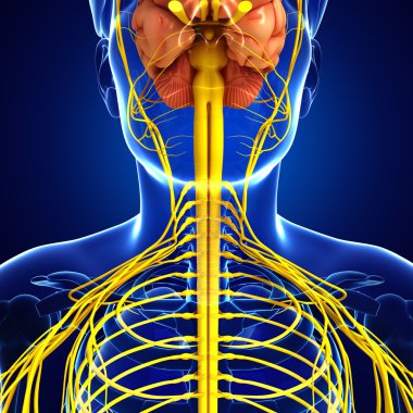 Erkek boyun sinir sistemi sanat